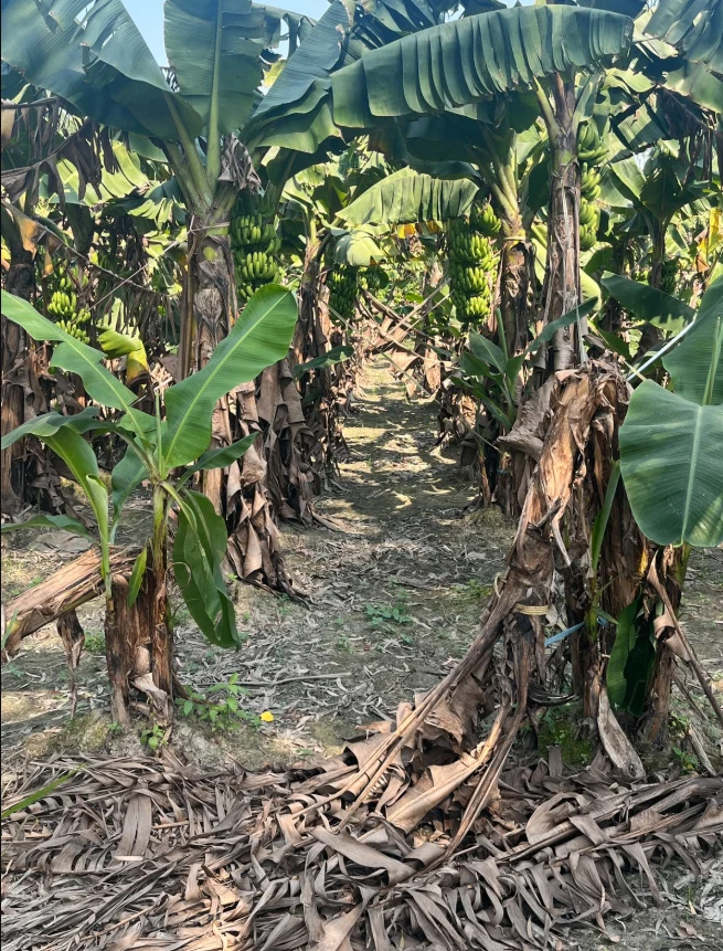Rudauli, Ayodhya, Uttar Pradesh 224120, India
