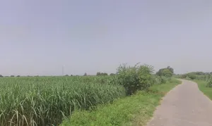 Pithlokar, Uttar Pradesh 250342, India preview 2