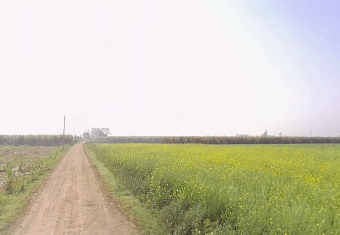 Mawana, Uttar Pradesh, India