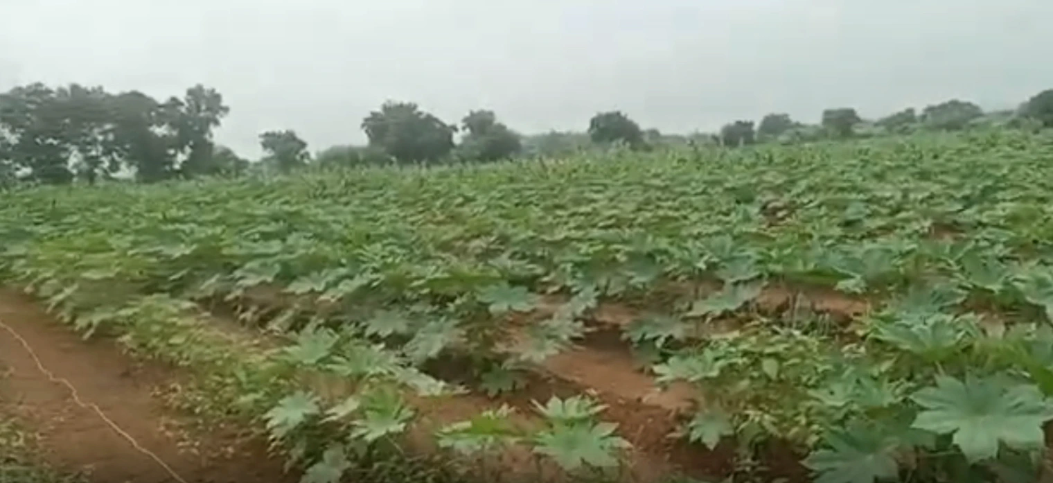 96FR+J2 Akala, Surendranagar, Gujarat, India - Photo 3