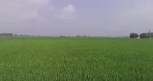 9X6C+QJG, Dalod, Gujarat 382130, India preview 2