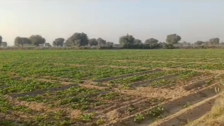RXG5+3M Pandit Ki Dhani, Rajasthan, India - Photo 2
