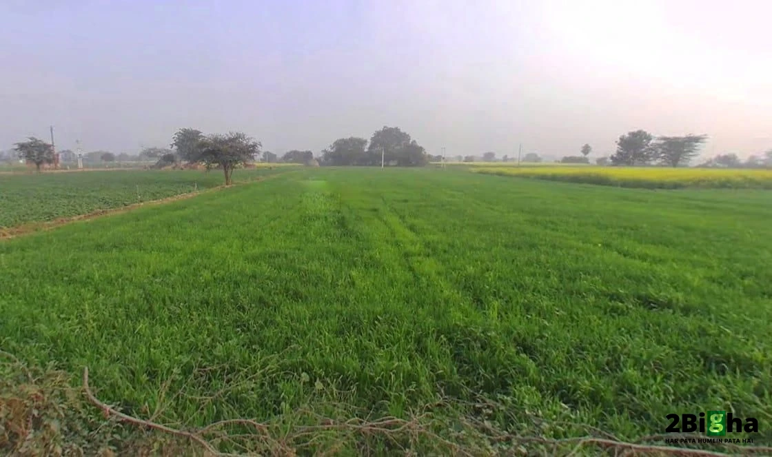 Khatauli, Uttar Pradesh 251201, India