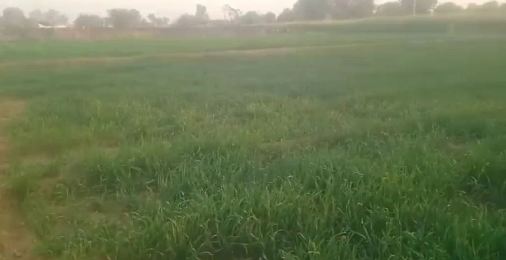 Mahwa Khurd, Rajasthan 301001, India