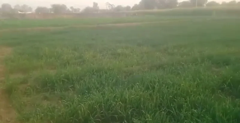 Mahwa Khurd, Rajasthan 301001, India preview 2