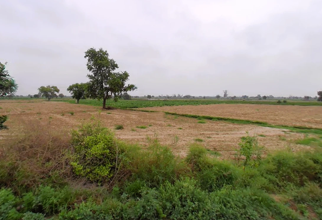 Barwala, Haryana 125121, India