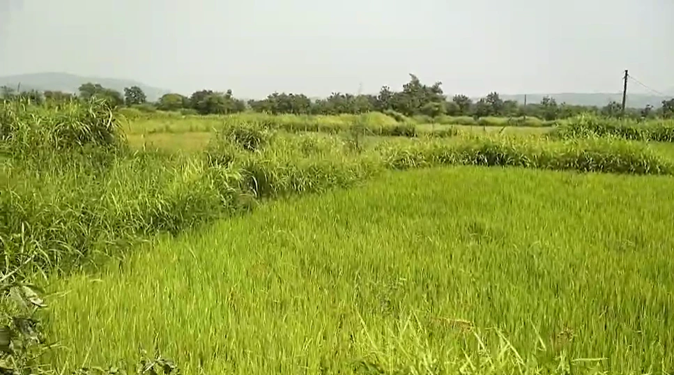 MRJX+V2 Vasare, Palghar, Maharashtra, India - Photo 2