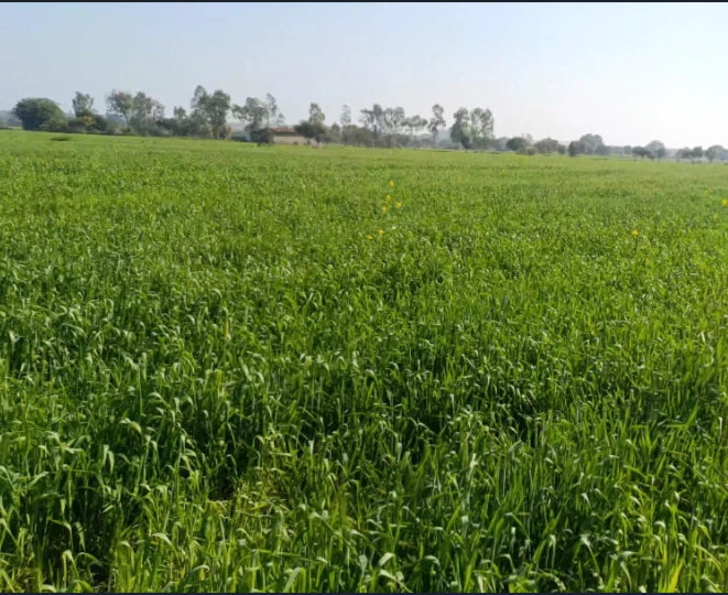 Ganj Basoda, Madhya Pradesh 464221, India