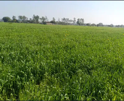 Ganj Basoda, Madhya Pradesh 464221, India preview 2