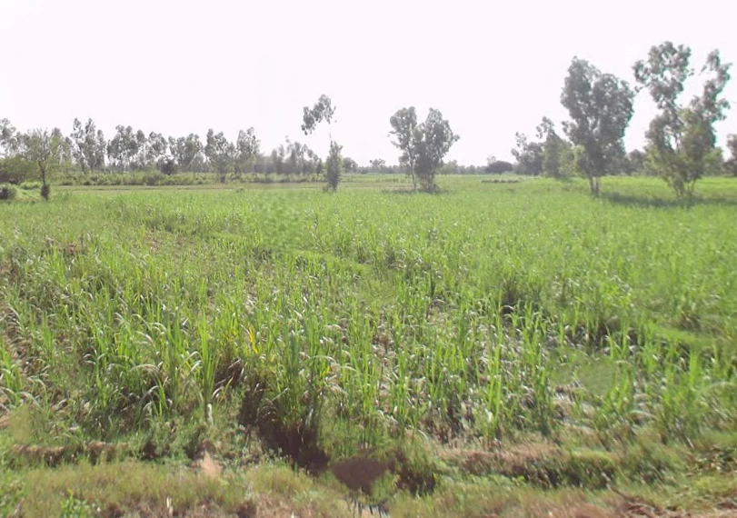 G2JG+GQW, Katpura, Bhopatpur, Uttar Pradesh 262122, India