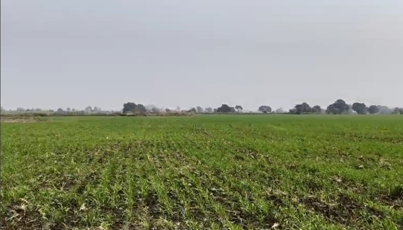 Depalpur, Indore, Madhya Pradesh 453115, India