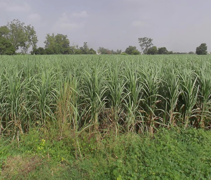 3H78+VPH, Baram, Uttar Pradesh 250502, India