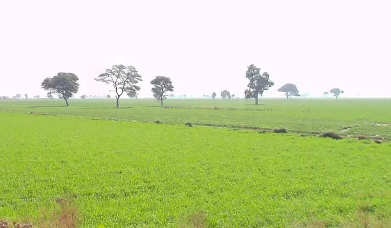 Bhidota Khurd, Madhya Pradesh 454001, India preview 2