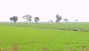 Bhidota Khurd, Madhya Pradesh 454001, India preview 2