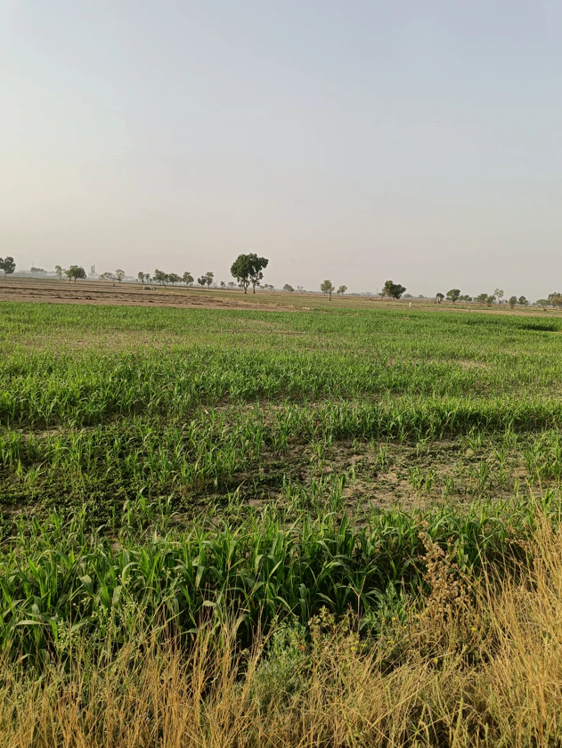 Ferozepur Rd, Sarabha Nagar, Ludhiana, Punjab, India