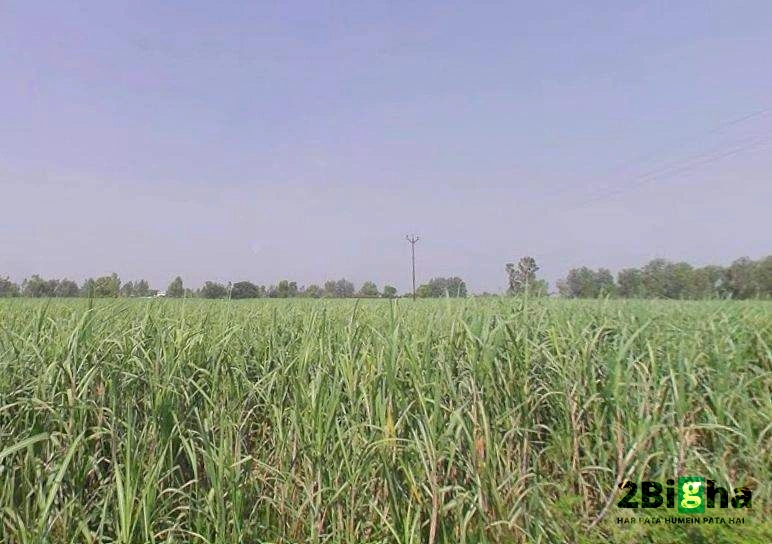 Moradabad, Tajpur Mafi, Uttar Pradesh 244104, India