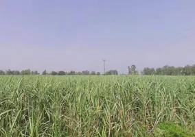 Moradabad, Tajpur Mafi, Uttar Pradesh 244104, India preview 2