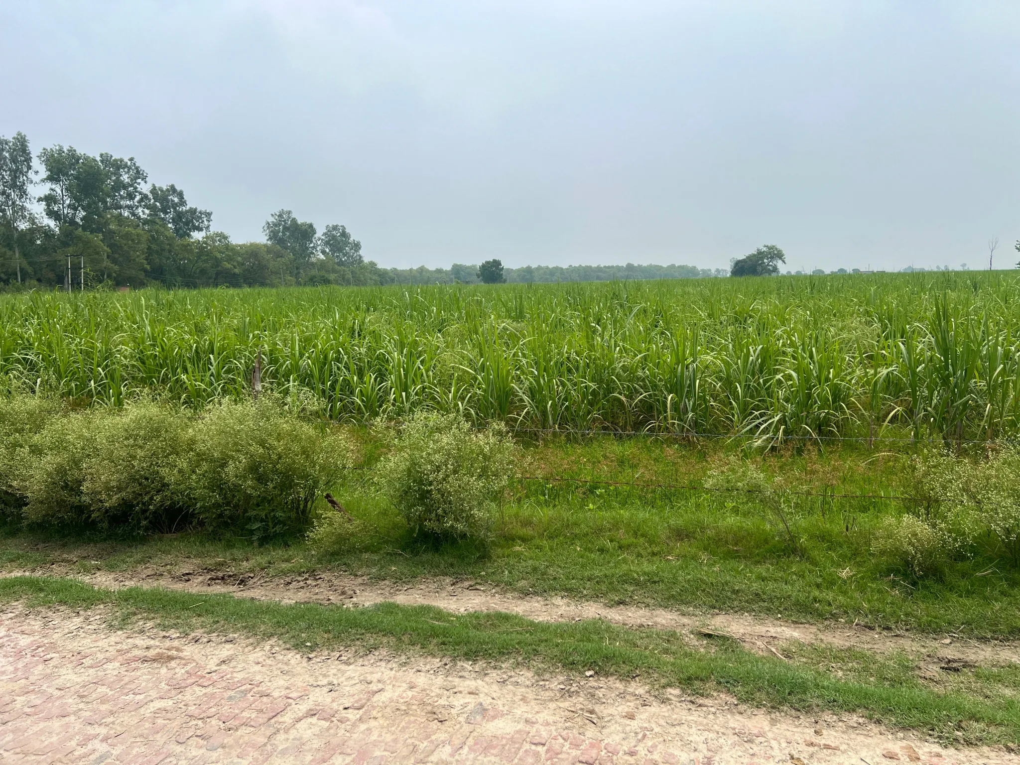 Mawana, Uttar Pradesh, India