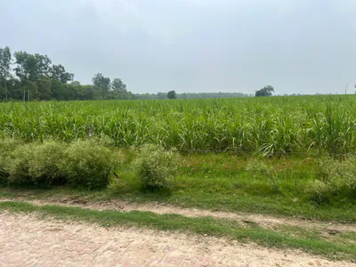 Mawana, Uttar Pradesh, India preview 2