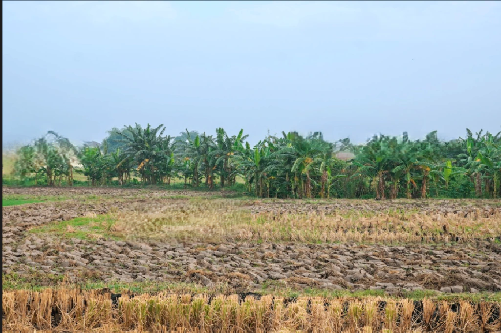 PG7P+J69, Simga - Kawardha Rd, Berla, Bemetara, Chhattisgarh 491335, India