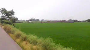 Tohana, Haryana 125120, India preview 2
