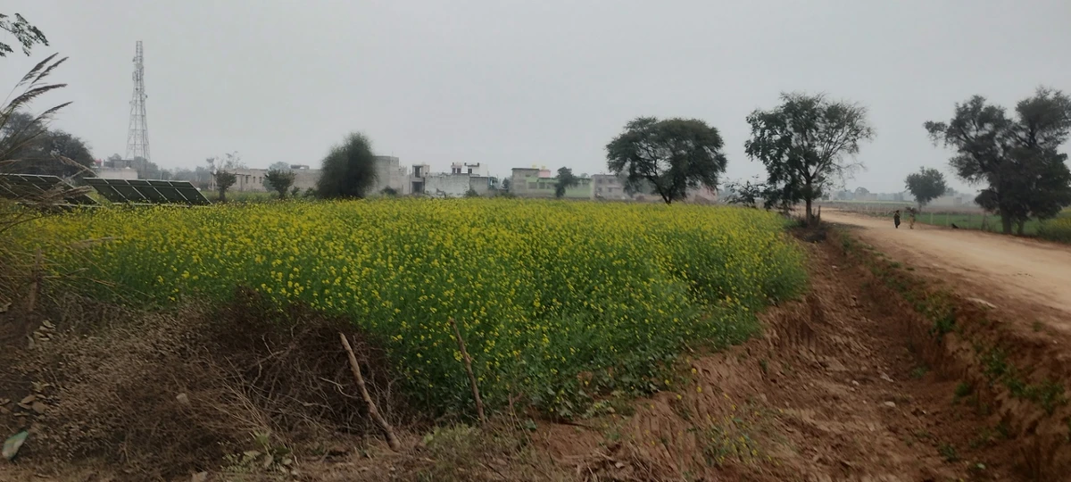 Barodameo, Rajasthan 301021, India