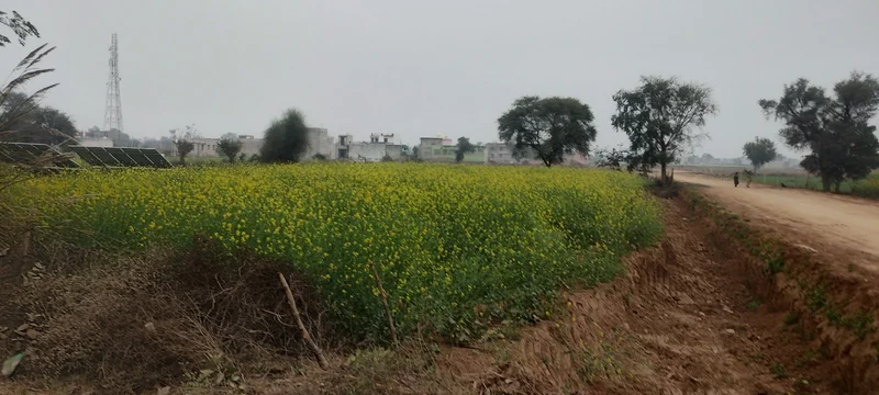 Barodameo, Rajasthan 301021, India preview 2