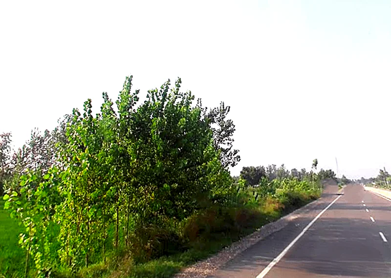 Sona Arjunpur, Uttar Pradesh 247451, India preview 2