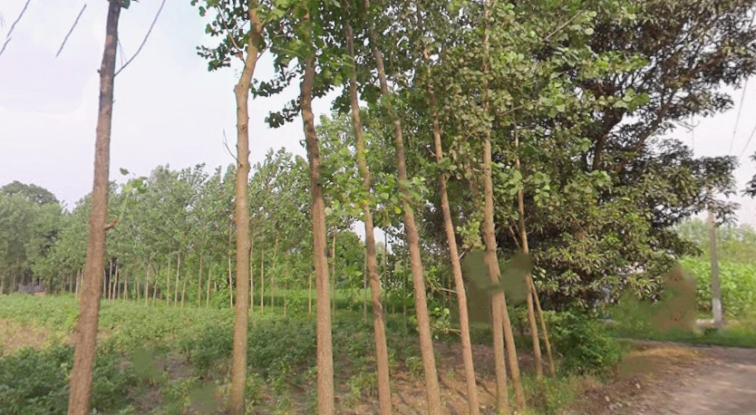 Satpura, Uttar Pradesh 247129, India