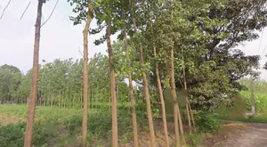 Satpura, Uttar Pradesh 247129, India preview 2