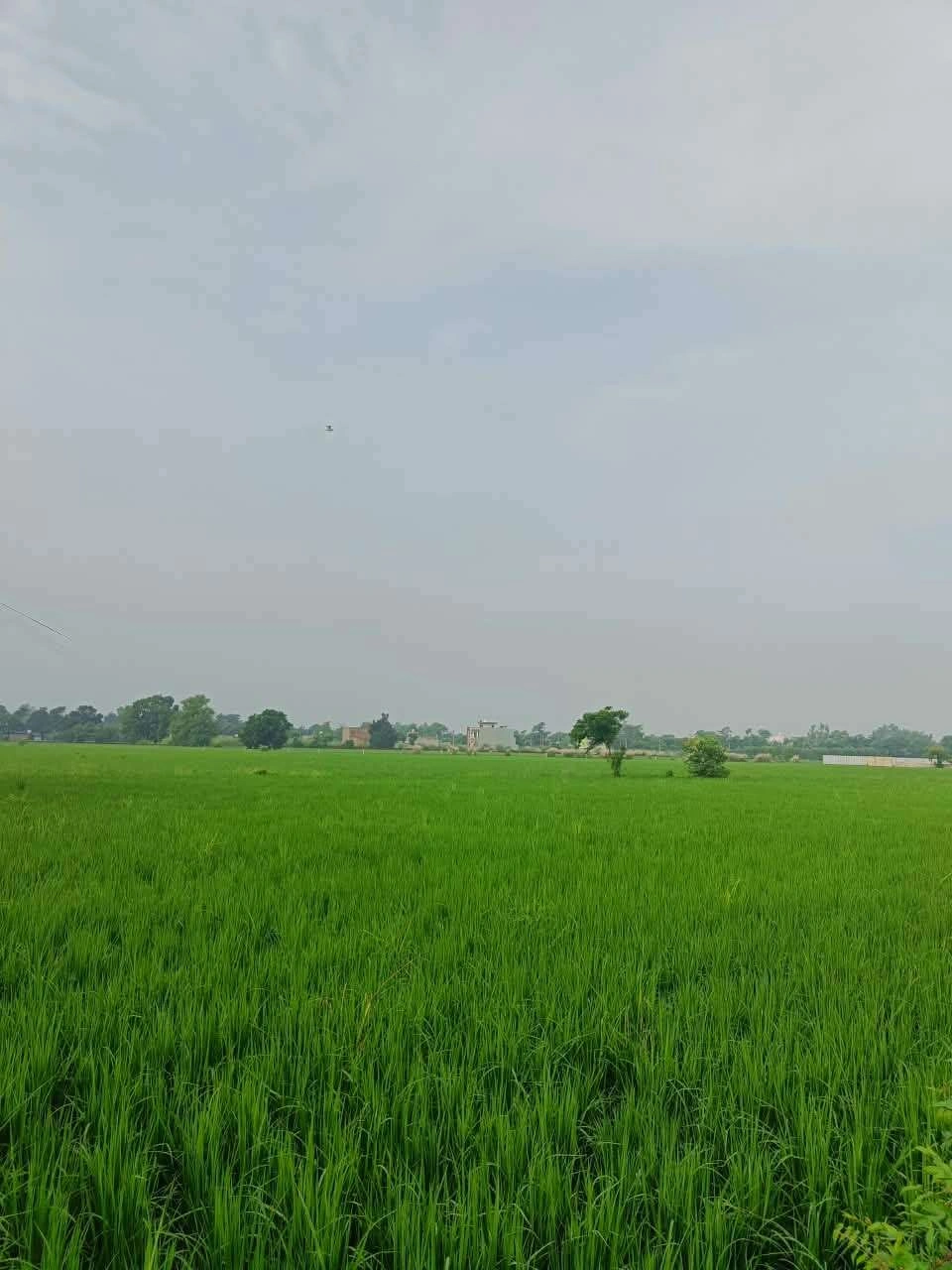 Abhaipura Banger, Mathura, Uttar Pradesh 281203, India