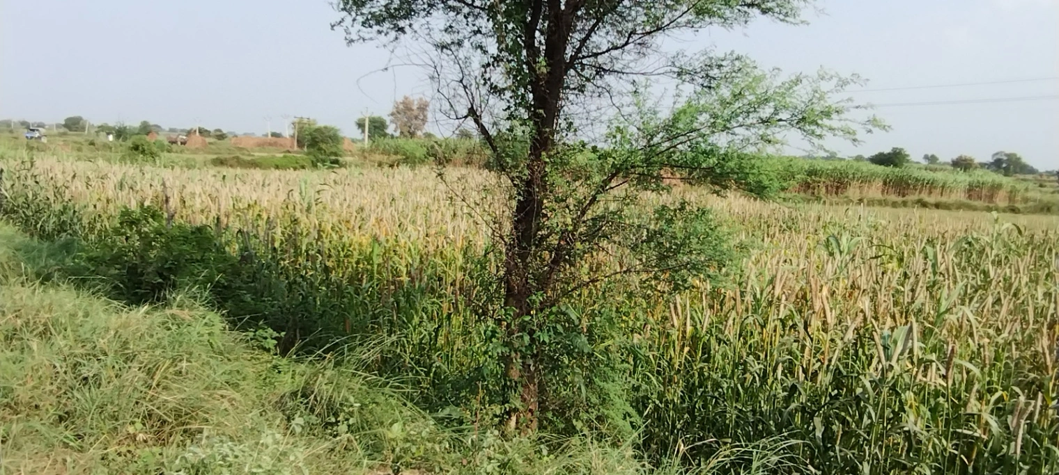 Nagla Chahar, Rajasthan 321203, India