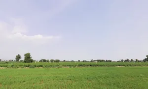 Sirsa, Haryana, India preview 2