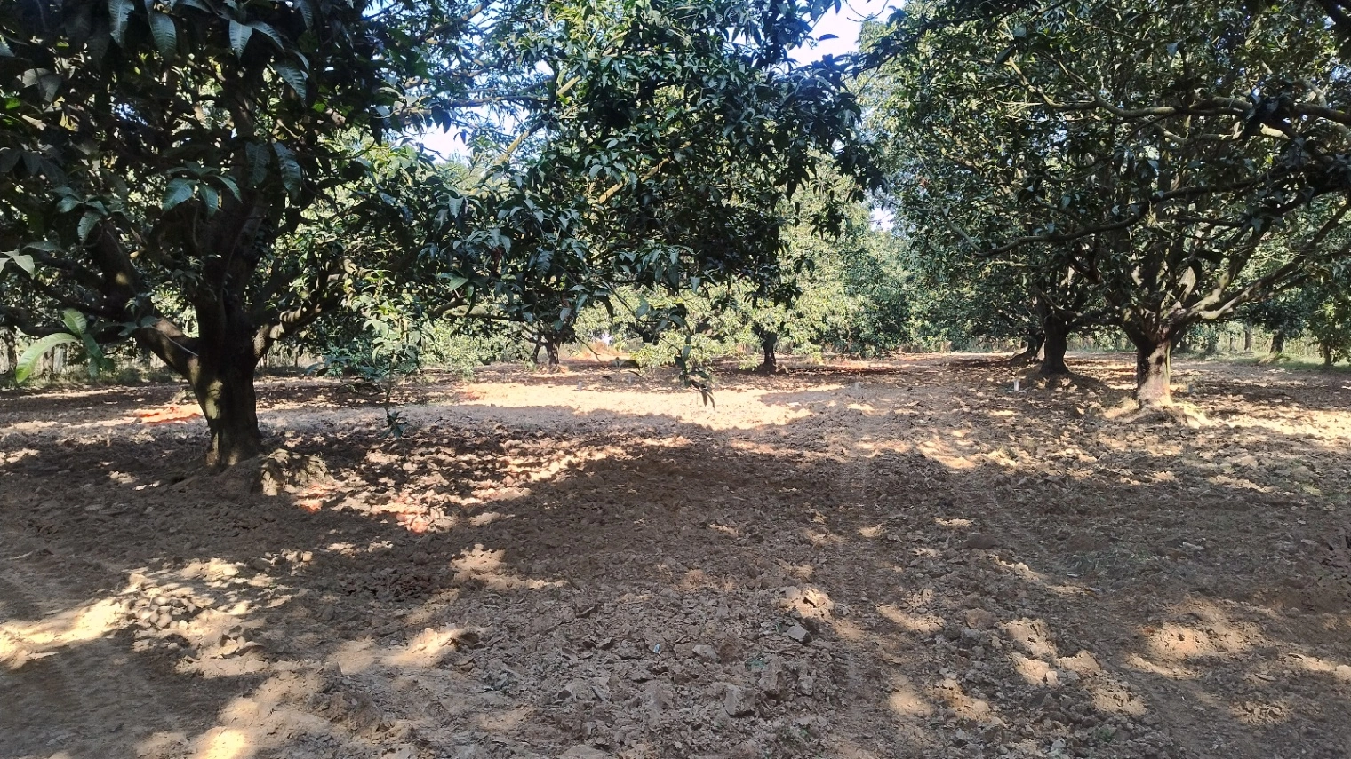 Saharanpur, Uttar Pradesh, India