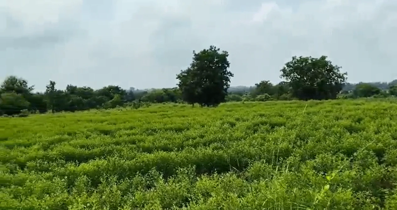9RQ7+56 Mailardevarampally, Vikarabad, Telangana, India