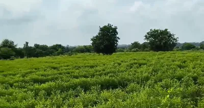 9RQ7+56 Mailardevarampally, Vikarabad, Telangana, India preview 2