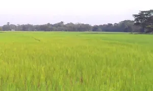 Shajapur, Madhya Pradesh 465001, India preview 3