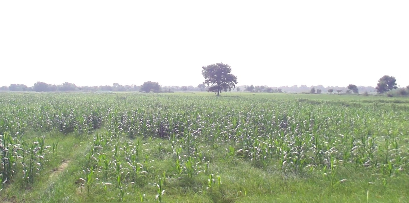 Q5CF+QPQ, Raghunathpur, Uttar Pradesh 277001, India