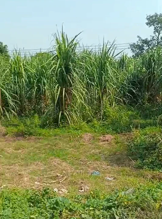 Loharka, Bulandshahr, Uttar Pradesh 203401, India