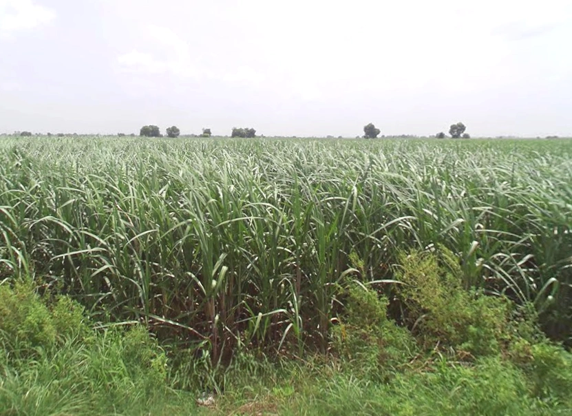 mahadev mandir, Pura, Uttar Pradesh 250606, India