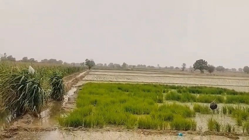 649V+V23, Hoshiarpur, Garhshankar, Punjab 144527, India