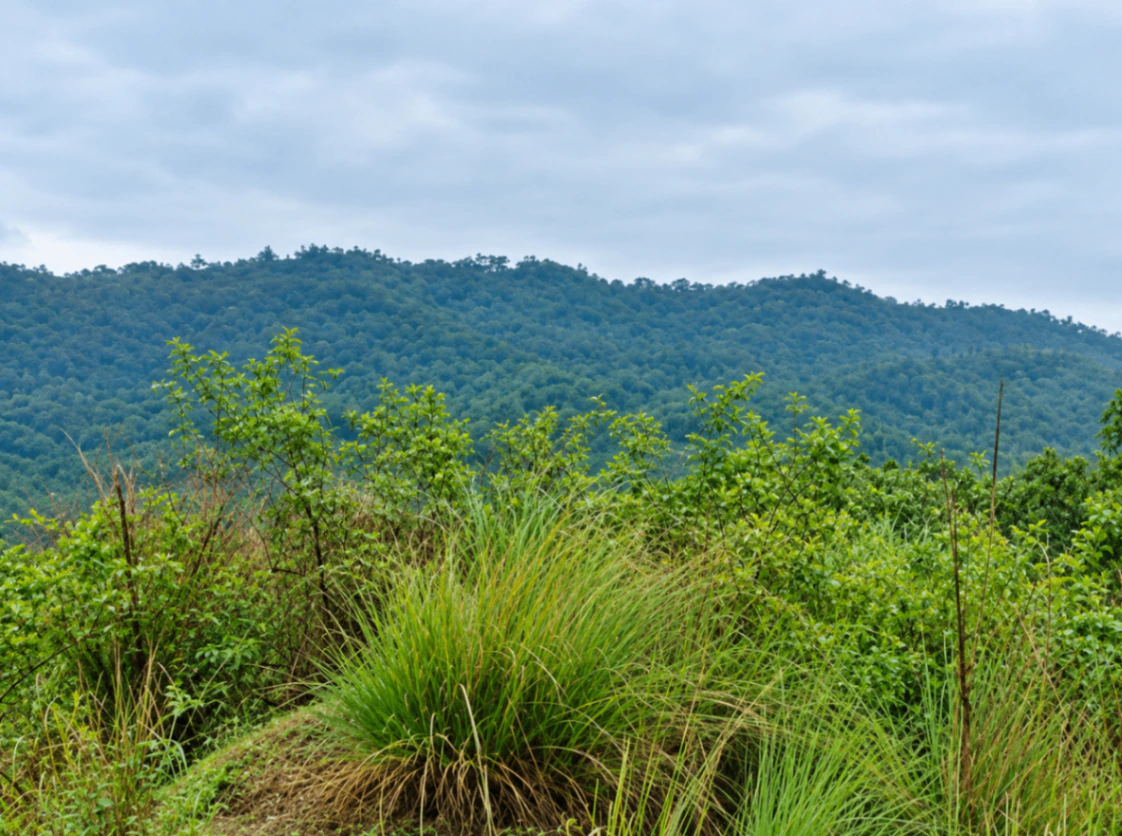 8HPX+WV4, Saharanpur, Rehna, Uttar Pradesh, India - Photo 3