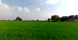 RHGC+759, Morinda Rd, Kurali, Punjab 140103, India preview 3