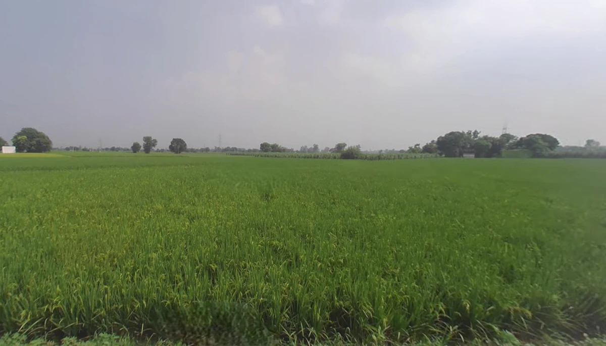 Sapror, Punjab, India