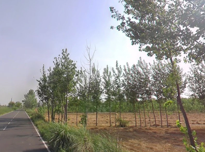 Mawana, Uttar Pradesh, India