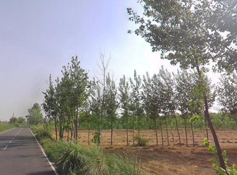 Mawana, Uttar Pradesh, India