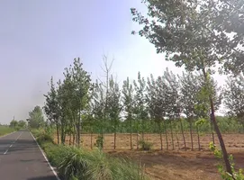 Mawana, Uttar Pradesh, India preview 2