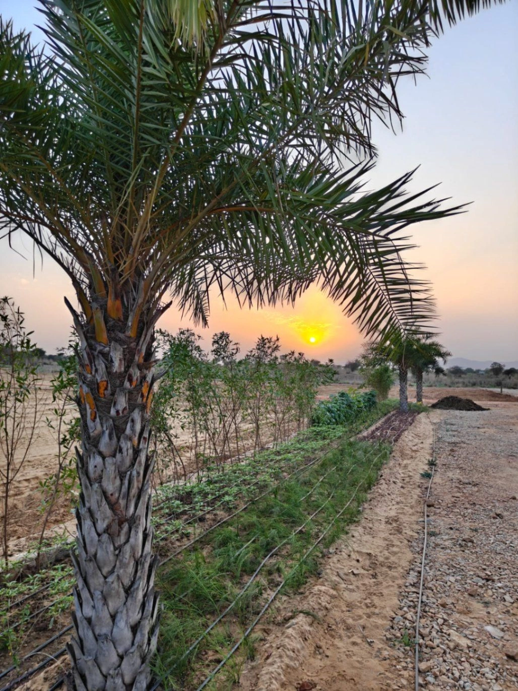 Paota, Rajasthan 303106, India