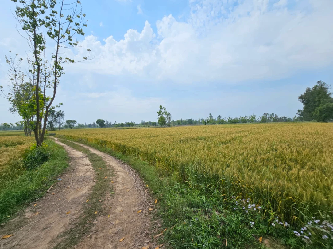 5Q3V+237, Nandrampur Bass, Haryana 123106, India