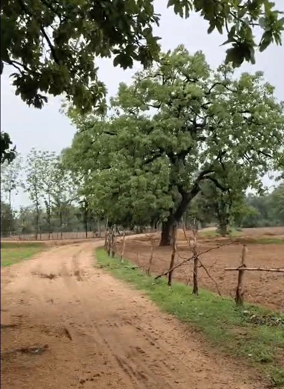 76G7+H9G, Shajapur, Kapaliya, Madhya Pradesh, India